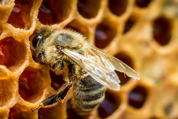 Lípidos: Cera de abeja