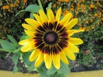 Una gran flor de color amarillo y centro oscuro