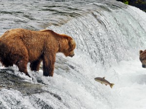 Un pez y dos osos en la cascada