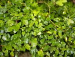 Las hojas verdes de una planta