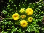 Flores amarillas en una planta