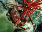Cangrejo utilizando sus pinzas bajo el mar