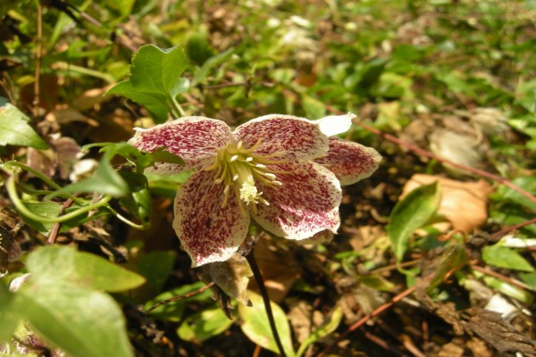 Flor en la planta, Clematis cirrhosa