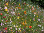 Colorido campo con gran variedad de flores