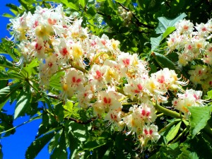 Flores del castaño de indias