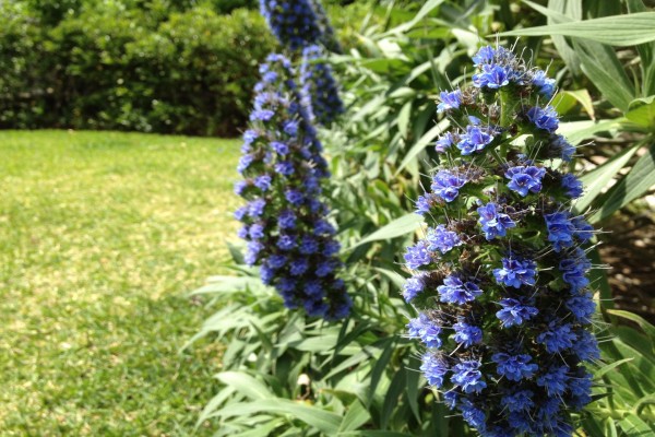 Pequeñas flores azules en la planta
