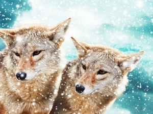 Copos de nieve cayendo sobre dos coyotes