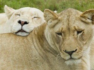 Dos leonas