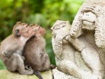 Monos observando una estatua de monos