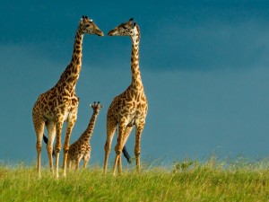 Familia de jirafas