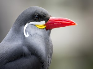 Pájaro gris con un gran pico rojo