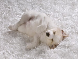 Un perro dormido sobre la alfombra blanca