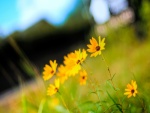 Florecillas amarillas en el campo