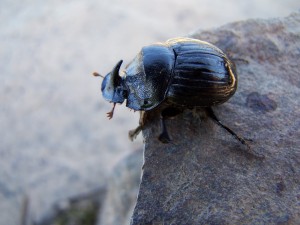 Escarabajo en la roca
