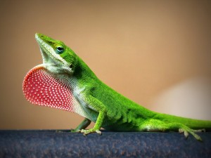 Un lagarto de color verde