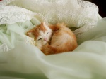 Gatito durmiendo muy cómodo entre las sábanas