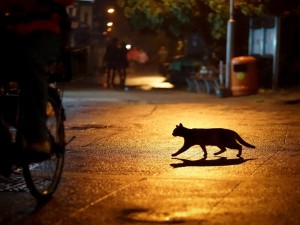 Un gato caminando en la noche