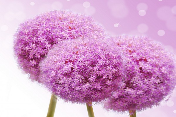 Ramillete de flores color púrpura