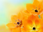 Tulipanes abiertos de color naranja