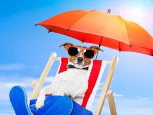 Un perro con gafas de sol en una tumbona