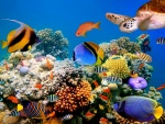 Tortuga y peces de colores en el fondo marino