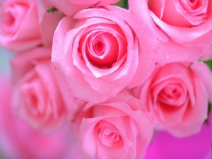 Postal: Rosas de un bonito color rosa
