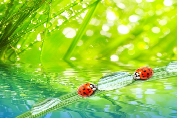 Mariquitas y gotas de agua