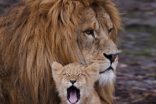 Cachorro de león bostezando junto a un gran león