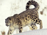 Un leopardo de las nieves caminando