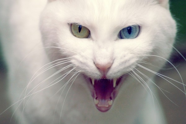 Gato blanco bastante enfadado