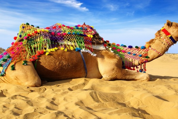 Camello tumbado en la arena