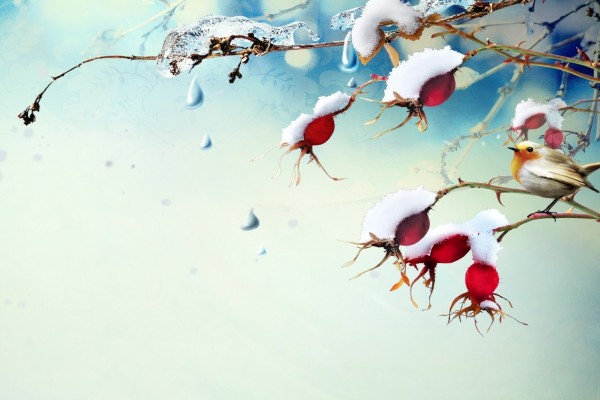 Pájaro en la rama del árbol con bayas y copos de nieve