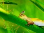 Una mariposa posada en la cabeza de un lagarto