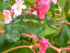 Postal: Camaleón de Jackson entre las flores