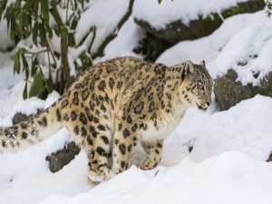 Leopardo de las nieves caminando