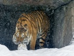 Tigre siberiano jugando con una pelota en la nieve