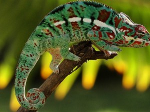 Camaleón con bonitos colores en su piel