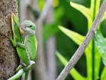 Dos lagartos en el tronco del árbol