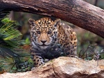 Jaguar joven entre las piedras