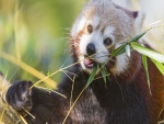Panda rojo comiendo ramas de bambú