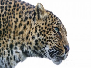 Postal: Primer plano de un leopardo