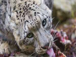Leopardo de la nieves con la lengua afuera