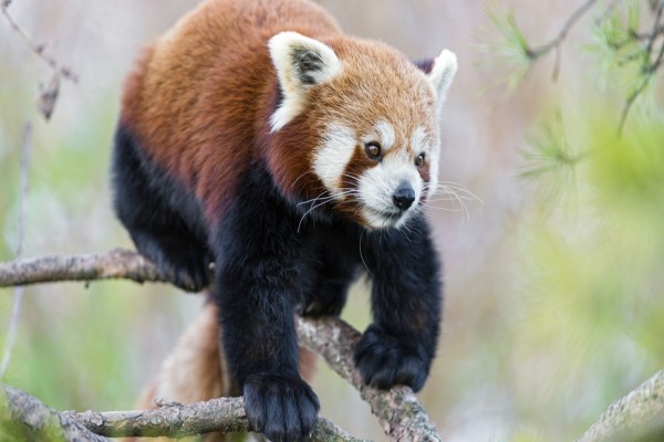 Panda rojo sobre las ramas de un pino
