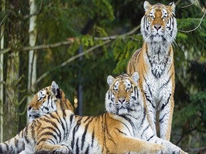Tres tigres siberianos (Panthera tigris altaica)
