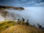 Niebla en la colina