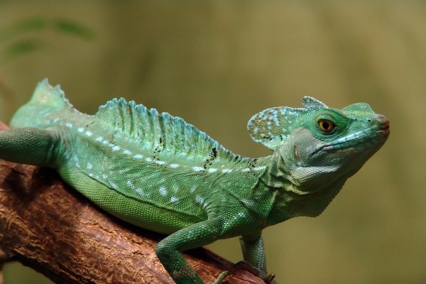 Un bonito lagarto verde sobre un tronco