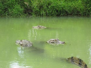 Tres caimanes en el agua
