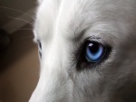 El ojo azul de un perro blanco