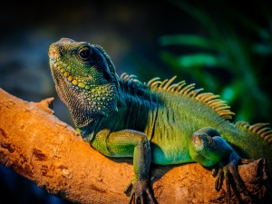 Postal: Iguana iluminada por el sol