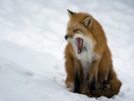 Un zorro bostezando en la nieve